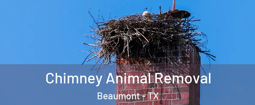 Chimney Animal Removal Beaumont - TX
